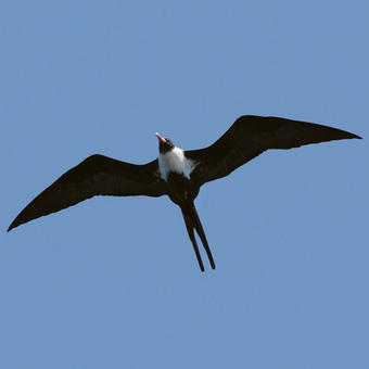 Frigatebirds