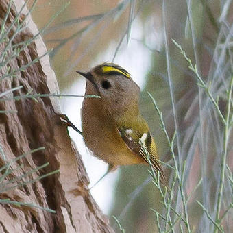 Goldcrests - Kinglets