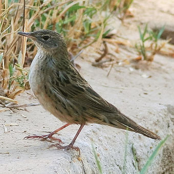 Grassbirds