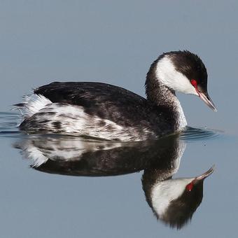 Grebes