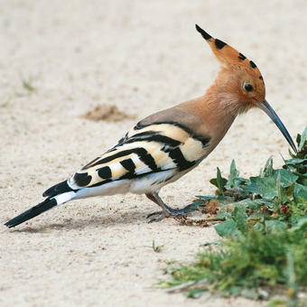 Hoopoes