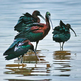 Ibises - Spoonbills