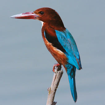 Kingfishers