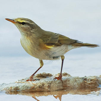 Leaf warblers