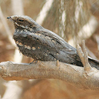 Nightjars