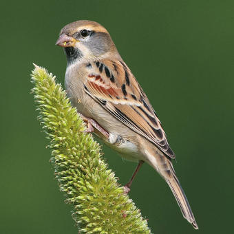 Old World Sparrows - Snowfinches