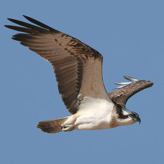 Ospreys