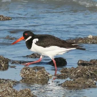 Oystercatchers