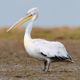 Pelicans