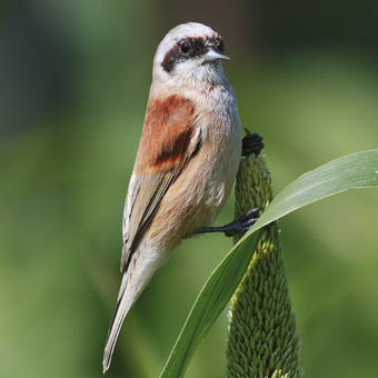 Penduline Tits