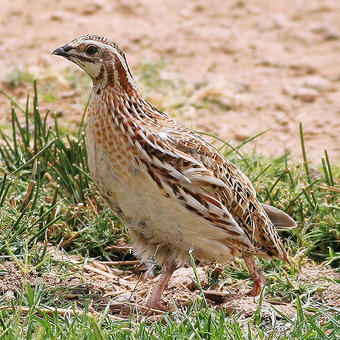 Pheasants - Fowl