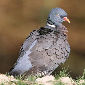 Pigeons - Doves