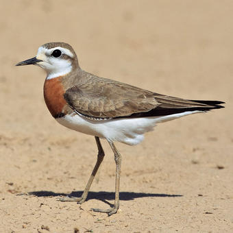 Plovers