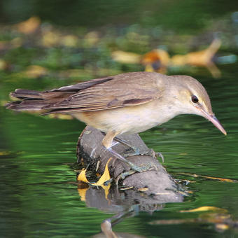 Reed warblers