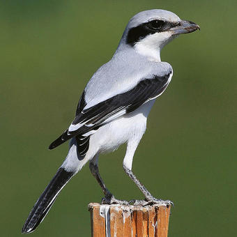 Shrikes