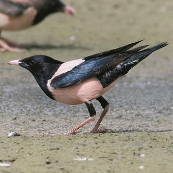 Starlings