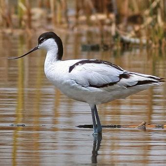 Stilts - Avocets