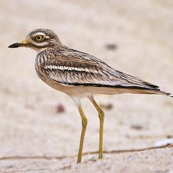 Stone-curlews - Thick-knees
