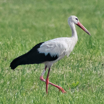 Storks