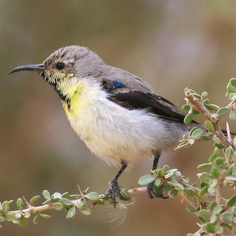 Sunbirds