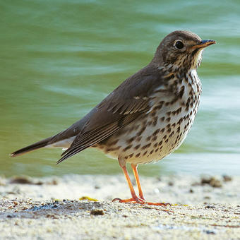 Thrushes