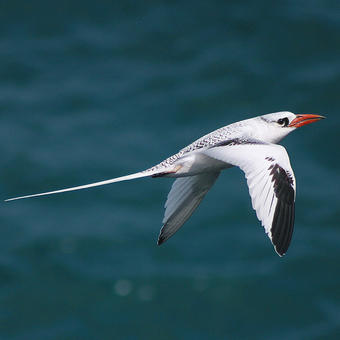 Tropicbirds