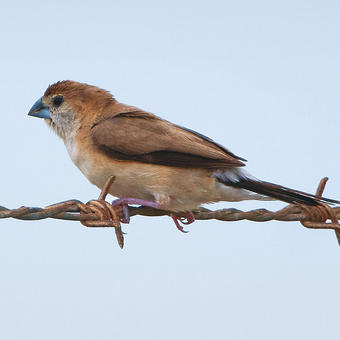 Waxbills - Munias