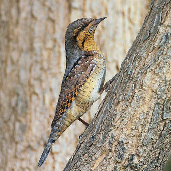 Woodpeckers