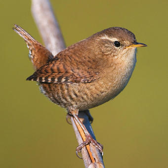 Wrens