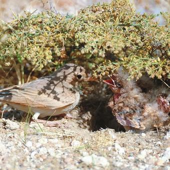 Bar-tailed Lark feeding chicks (photo by Khaled Al Nasrallah)