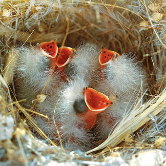 Bar-tailed Lark nest and chicks (photo by Khaled Al Nasrallah)