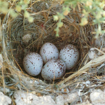 Bar-tailed Lark nest and eggs (photo by Khaled Al Nasrallah)