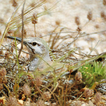 Hoopoe Lark on nest (photo by Khaled Al Nasrallah)