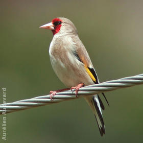 Eastern Goldfinch