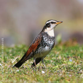 Dusky Thrush (JAPAN)