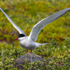 Arctic Tern