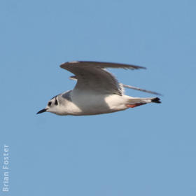 Little Gull (Immature winter)