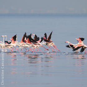 Greater Flamingos