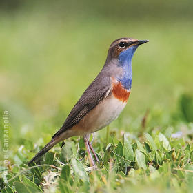 White-spotted Bluethroat (Male)