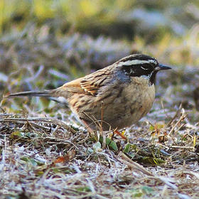 Black-throated Accentor (Male, INDIA)