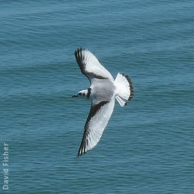 Black-legged Kittiwake (Immature, UK)