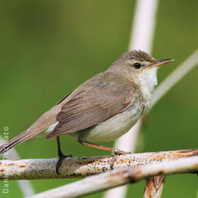 Blyth’s Reed Warbler (FINLAND)