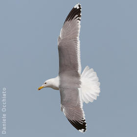 Caspian Gull