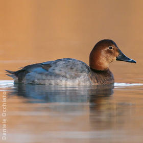 Common Pochard (Female, ITALY)