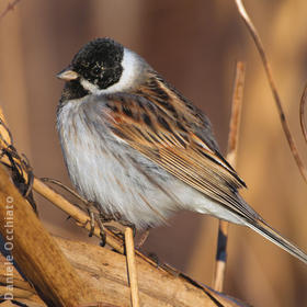 Common Reed Bunting (Male, ITALY)