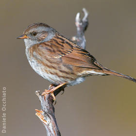 Dunnock (ITALY)