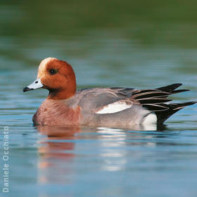 Eurasian Wigeon (Male, ITALY)