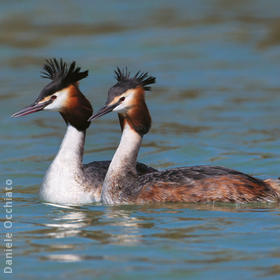 Great Crested Grebe (Breeding plumage, ITALY)