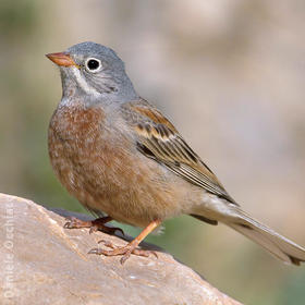 Grey-necked Bunting (Turkey)