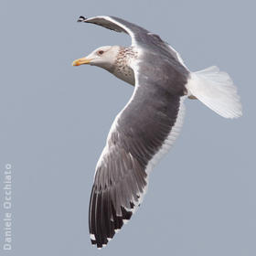 Heuglin’s Gull (Winter)